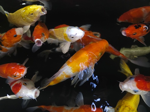 Close up of fancy koi fishes, known as nishikigoi or Japanese carp in the pond . Aquarium koi Asian Japanese wildlife colorful landscape nature clear water photo.