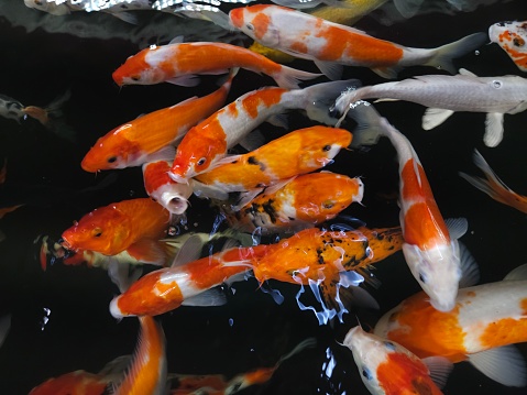 Close up of fancy koi fishes, known as nishikigoi or Japanese carp in the pond . Aquarium koi Asian Japanese wildlife colorful landscape nature clear water photo.