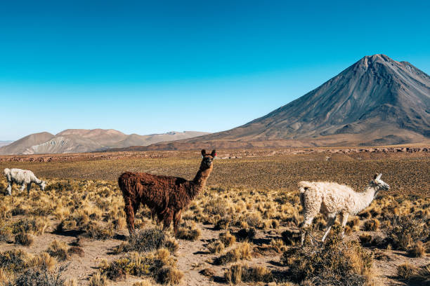 istock Alpacas Grazing Peacefully in Atacama Desert, Chile 2149130103