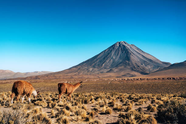 istock Llamas Grazing in the Atacama Desert with Volcanic Cone 2149130125
