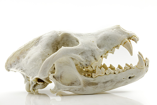 Trophy skull of an adult wolf on a white background. Selective focus with shallow depth of field.