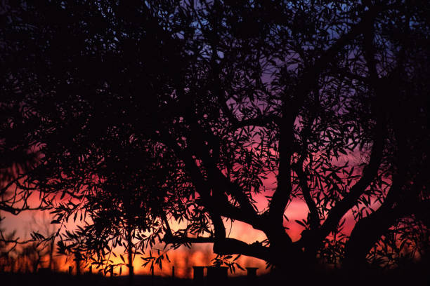 view of tree and hill against the beautiful sunset sky with clouds