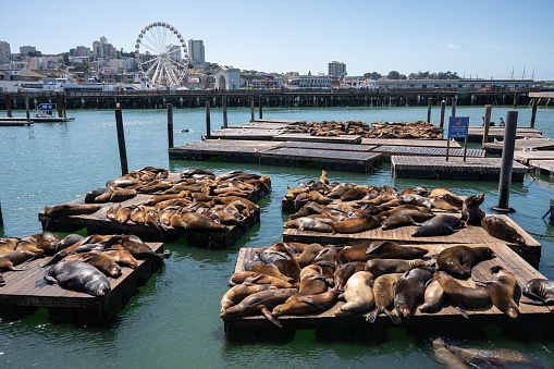 Sea lions resting at pier 39 of San Francisco during springtime day