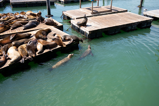Sea lions frolic in San Francisco