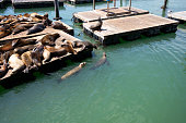 Sea lions at pier 39