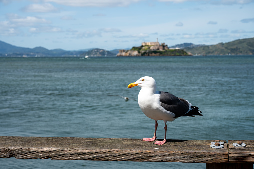 One seagull on a ramp besides the San Francisco bay with Alcatraz Island in background during springtime day