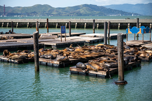 Sea Lions basking in the sun at Pier 39 in San Francisco.