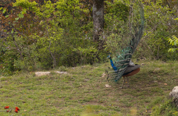 istock Colorful Indian peafowl in summer forest dance 2149131494