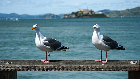Two seagulls on a ramp besides the San Francisco bay with Alcatraz Island in background during springtime day