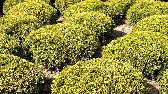 Gardendesign with yew balls in a show garden of a nursery in Germany (Baden-Württemberg).