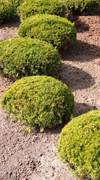 Gardendesign with yew balls in a show garden of a nursery in Germany (Baden-Württemberg).