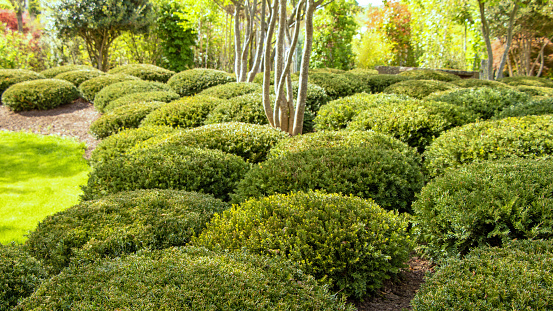 Neatly trimmed hedge