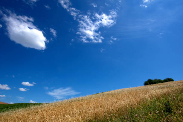 field of ripe wheat ears under a sky with clouds