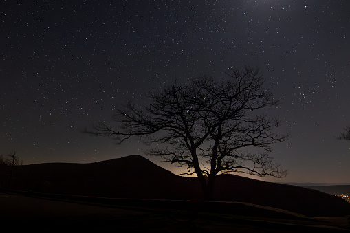 Silhouetted tree against a starry sky.