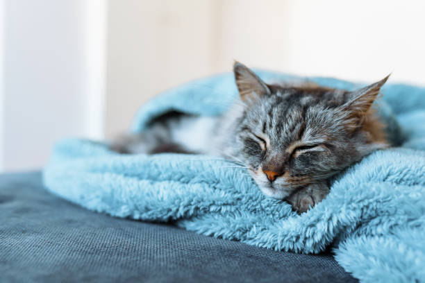 istock sleeping gray domestic cat on soft blanket 2149133586
