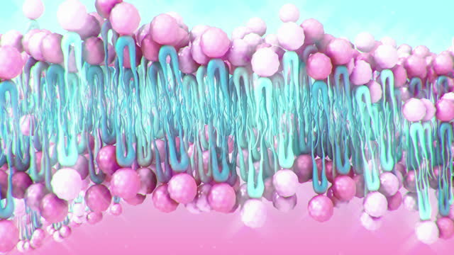 Cell Membrane structure.