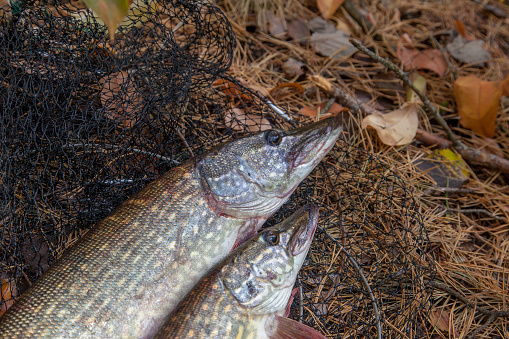 Fishing concept, trophy catch - two big freshwater pikes fish know as Esox Lucius just taken from the water on keep net. Freshwater Northern pikes fish know as Esox Lucius and fishing equipment on yellow leaves.
