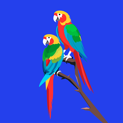 two colorful parrots sitting on a branch against a blue sky background,with minimalist style.