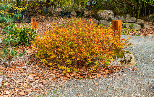 An orange bush in a garden in South Seattle, Washington.