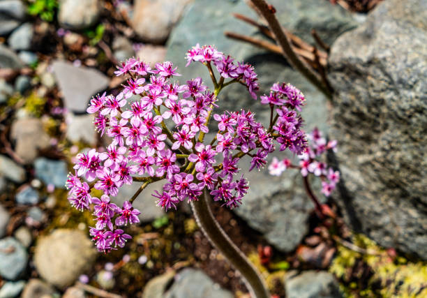 A macro shot of brilliant pink flowers at a garden in Seatac, Washington.