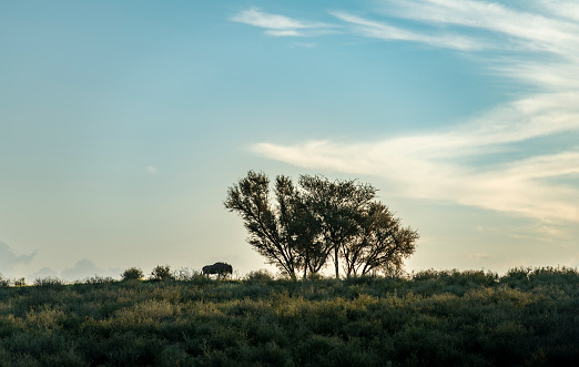 Side view of Kalahari wildebeest walking along a horizon, through tall grassland at sunset. Camel thorn trees on horizon, clouds forming in background.