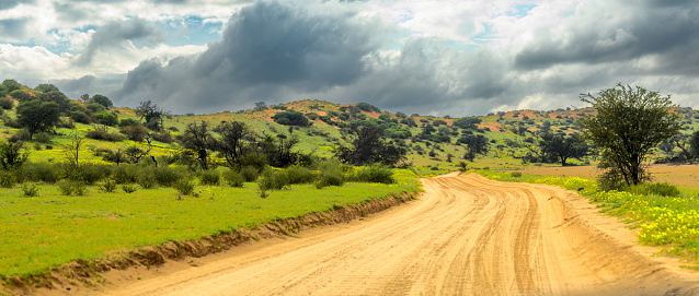 A panoramic view of country road through Kalahari desert, close to the Botswana and Namibian borders, flanked by camel thorn trees, thorn bushes and green primary grasses after an excellent rainy season. Storm clouds gathering in distance.