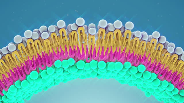 Cell Membrane structure.