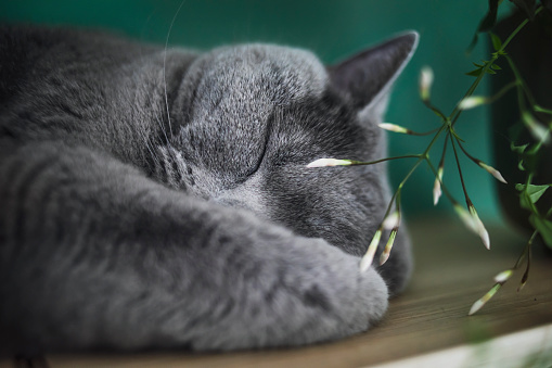 Close-up portrait of a cute sleeping british shorthair cat in cozy home.