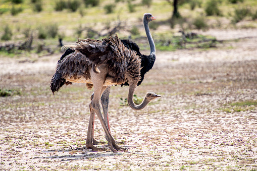 A pair of vigilant ostriches in in the Ayob River bed in the Kgalagadi desert near the Namibian border keeping an eye out for predators while feeding off short river grass.