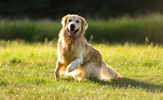 Adorable Golden Retriever Dog Starts To Running Outdoors