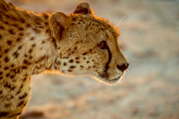 Side view of an alert male Kalahari cheetah hunting at dawn. Early, warm sunlight lighting up its fur.