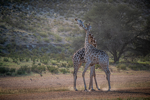 Two young Kalahari giraffes in a mock fight, hitting their necks together. Early morning shot, first light giving an edge light to the animals. Copy space, grass-covered dune behind.