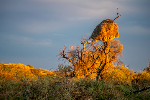Warm dawn light washes over a camel thorn tree and big social weaver’s nest in the Kalahari desert. Red dunes in background, tall grass in shade in foreground.