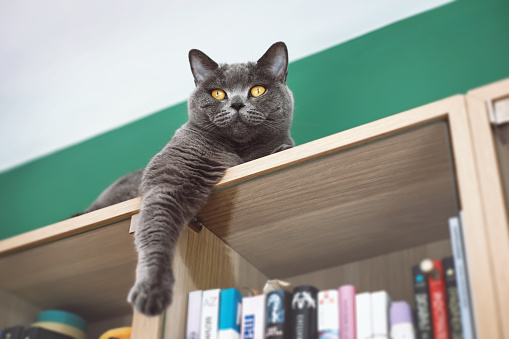 Portrait of a beautiful domestic cat lying on a bookcase. British shorthair cat.