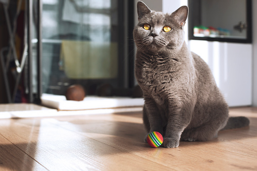 Portrait of a beautiful domestic cat in cozy home with ball. British shorthair cat.