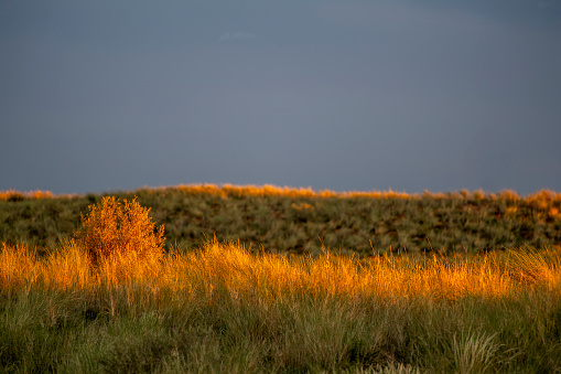 Warm sunlight brightening up grass on the tops of Kalahari dunes at dawn in the southerly part of the Kgalagadi Transfrontier Park.