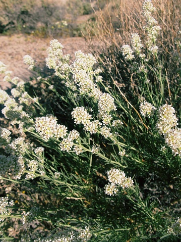 Abundant white flowers on a small, bushy plant