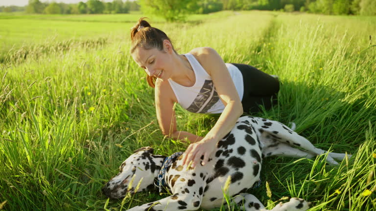 SLO MO Happy Young Woman Stroking Playful Dalmatian Dog Lying on Grassy Meadow on Sunny Day