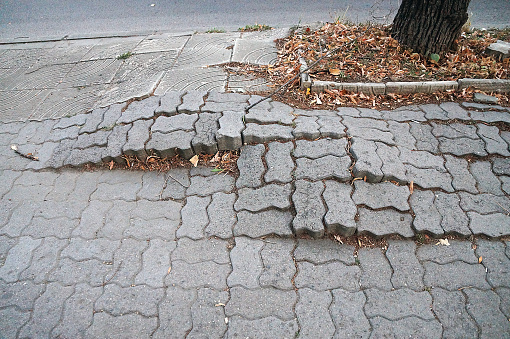 sidewalk damaged by tree roots in urban setting.