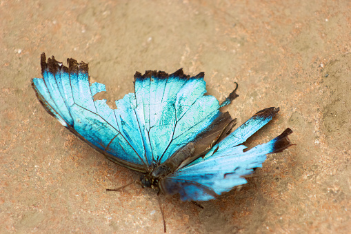Morpho peleides or blue morpho Peleides, common morpho or emperor with broken wings