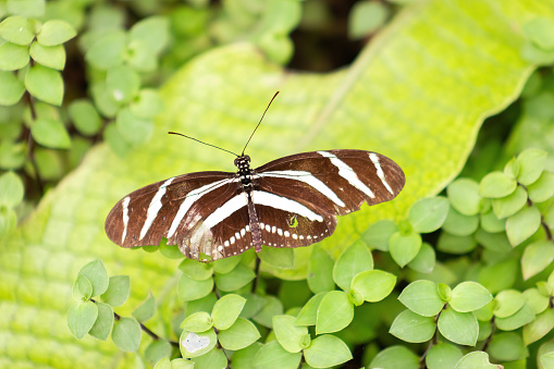 Top view of Heliconius charithonia, the zebra long-wing or zebra heliconias. Lepidopterology