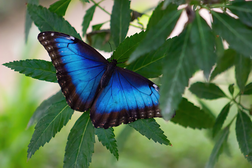 Morpho peleides or  blue morpho Peleides, common morpho or emperor is an iridescent tropical butterfly.