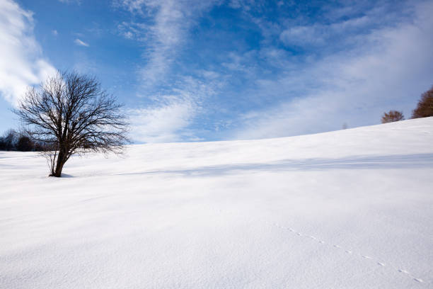 istock Isolated tree in winter season, nature background 2149137488