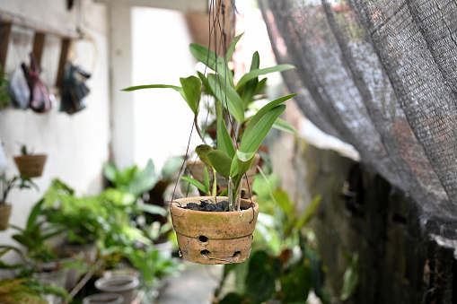 Cultivating orchid plants at home in hanging pots