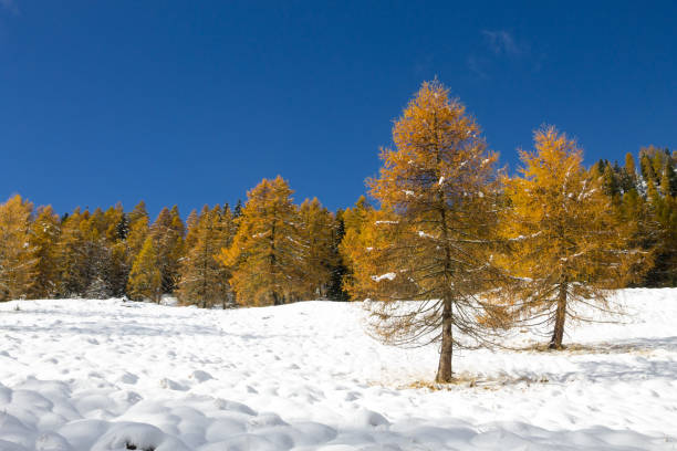 istock Larches in autumn dress on snow covered ground 2149137672