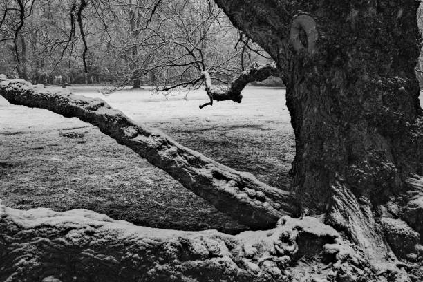 greyscale shot of landscape with snow covered trees and meadow