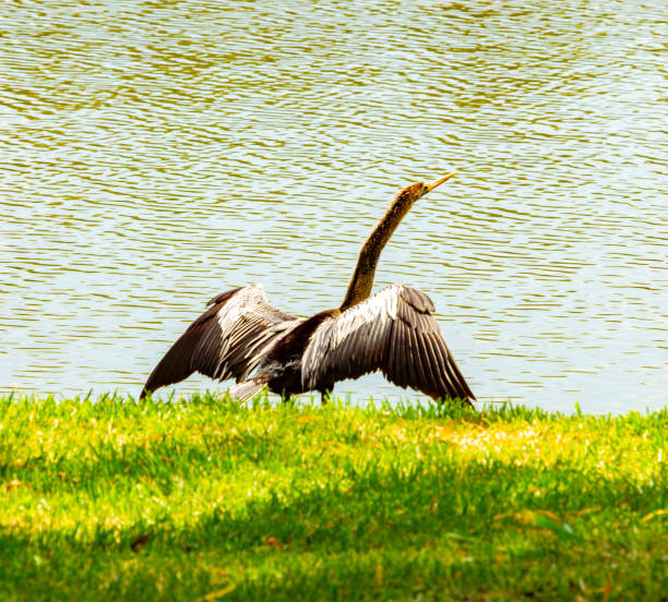Close-up view on bird near lake in Buenos-Aires