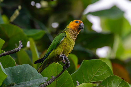 Prikichi Brown-throated parakeet in Curacao perched on branch and glancing towards the east.