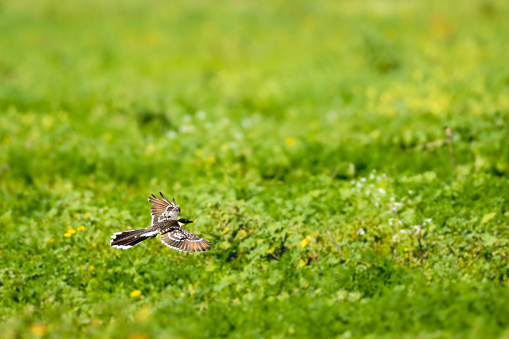 An exquisite capture of a small bird mid-flight over a lush green meadow peppered with yellow wildflowers. The bird's wings are elegantly spread, showcasing the intricate pattern of white and brown feathers with distinct black markings. The bird's head is turned slightly to the side, giving a clear view of its eye and beak, as it hovers effortlessly above the verdant field. The background is a soft blur, creating a sense of depth and motion, while the bird is in sharp focus, emphasizing its beauty and the dynamism of the moment