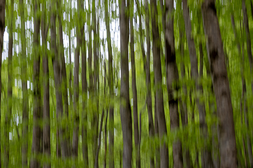 trees and greenery, creating an abstract, artistic effect that emphasizes motion and an ethereal quality of the forest